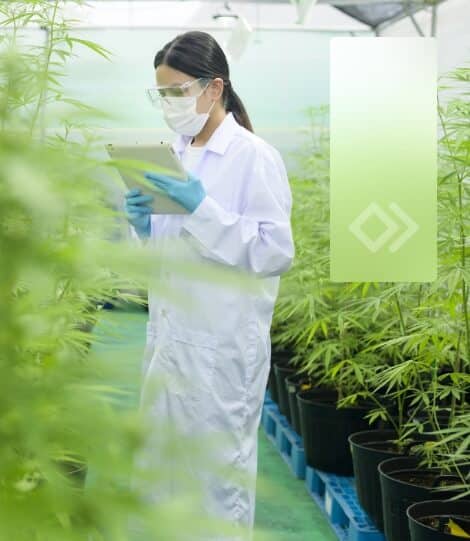 A researcher analyzing cannabis